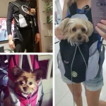Sac de transport pour chien ventral pratique temoignages Sac de transport pour chien ventral pratique temoignages